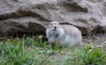 Gopher sitting alert and looking around