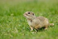 Gopher Royalty Free Stock Photo