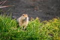 Gopher sitting in the grass in summer, detailed portrait of the animal, Kamchatka, Russia