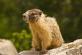 Gopher sitting on rock