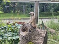 gopher sitting on a snag in the zoo