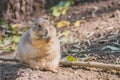 Gopher sitting up and eating