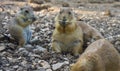 Gopher sitting up and eating gopher folded paws Royalty Free Stock Photo