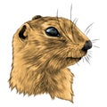 Gopher sketch vector graphics