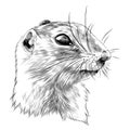 Gopher sketch vector graphics