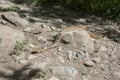 Gopher Snake crawling across a rock
