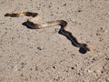 Gopher snake hunting for prey on Arizona road