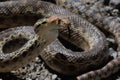 Gopher Snake Poised to Stike Royalty Free Stock Photo