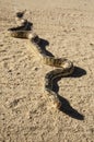 Gopher Snake On Road