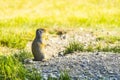 Gopher stand on the glass field on sunny day.