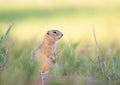 Gopher Royalty Free Stock Photo