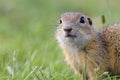 Gopher standing on the grass in a mountains pasture with fresh green grass.