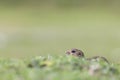 Gopher standing on the grass in a mountains pasture with fresh green grass.