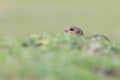 Gopher standing on the grass in a mountains pasture with fresh green grass.