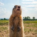 Gopher is standing on its hind legs on the grassy field. Close-up, selective focus