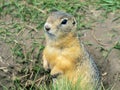 Gopher is standing on the lawn near its hole and looking at the camera. Close-up