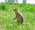 Gopher standing and starring in the grass