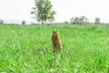 Gopher standing and starring on meadow