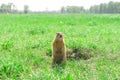 Gopher standing and starring near the burrow on the meadow