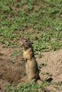 A gopher standing on two legs and being very alert on surroundings
