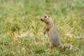 Gopher stands grass steppe rodent