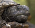 Gopher tortoise Royalty Free Stock Photo