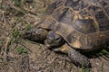 Gopher tortoise at Azerbaijan border Royalty Free Stock Photo