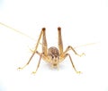 Gopher tortoise, cave or camel cricket - Ceuthophilus latibuli or C. walkeri. This particular species rely on keystone species Royalty Free Stock Photo