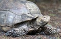Gopher Tortoise Close up Royalty Free Stock Photo