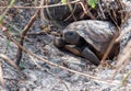 Gopher Tortoise Royalty Free Stock Photo