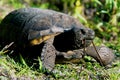 Gopher tortoise eating Royalty Free Stock Photo