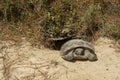 Gopher Tortoise Royalty Free Stock Photo