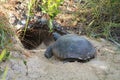 A gopher tortoise in front of his burrow in the Turkey Creek Sanctuary, in Palm Bay, Florida.