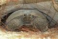 Gopher Tortoise (Gopherus polyphemus) Royalty Free Stock Photo