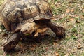 Gopher tortoise Gopherus polyphemus