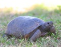 Gopher Tortoise Royalty Free Stock Photo