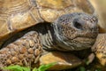 Gopher tortoise