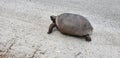 Gopher tortoise Royalty Free Stock Photo