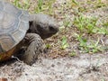 Gopher Tortoise Royalty Free Stock Photo