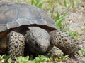 Gopher Tortoise Royalty Free Stock Photo
