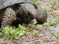 Gopher Tortoise Royalty Free Stock Photo