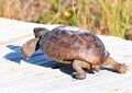 The gopher tortoise quickly retreats back to her nearby tunnel when she hears a potential predator