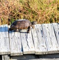 The gopher tortoise races to the eastern side of the island toward its tunnel