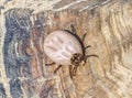 Gopher tortoise tick - Amblyomma tuberculatum - dorsal top view in superb detail