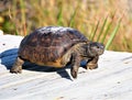 The gopher tortoise travels at a fast pace when using the wood boardwalk over the beach sand dune Royalty Free Stock Photo