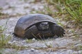 Gopher Tortoise Walking On A Trail, Closeup Royalty Free Stock Photo