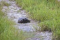 Gopher Tortoise Walking On A Trail Royalty Free Stock Photo
