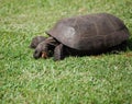 Gopher turtle. Royalty Free Stock Photo