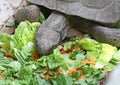 Gopher Turtle Royalty Free Stock Photo