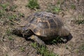 Gopher turtle in caucasus Royalty Free Stock Photo
